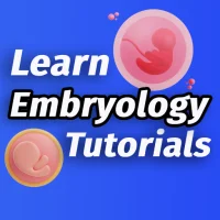 Learn Embryology Tutorial